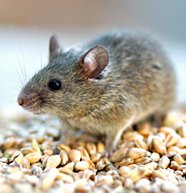 EMPRESA DE FUMIGACION ECOLOGICA DF